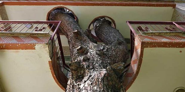335 yıllık ağacı kesmeye kıyamadılar! İmar planı değişti ve... Bu evi gören inanamıyor