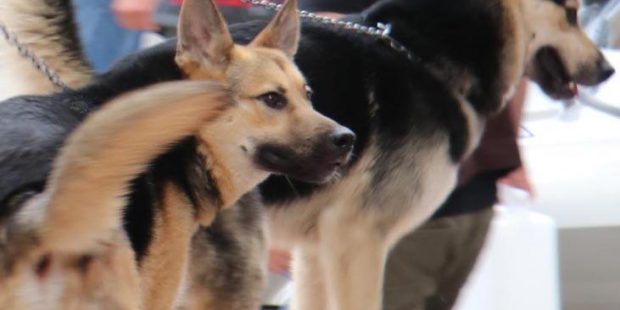 Bingöl'de korkutan deprem! Köpekler hissetti
