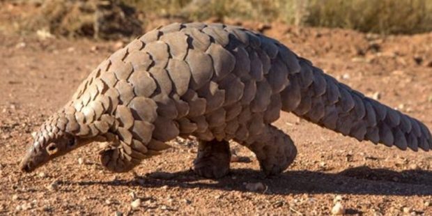 Çin salgının başlamasında 'etkili olduğu' iddia edilen pangolinleri geleneksel ilaç listesinden çıkardı