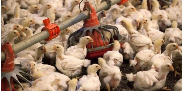 Dünya Hayvan Sağlığı Kurumu duyurdu: Bulgaristan'da kuş gribi salgını patlak verdi