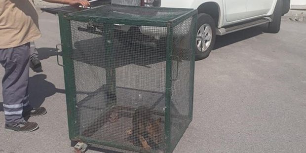Evcilleştirmek istediği yavru kurda görevliler el koydu