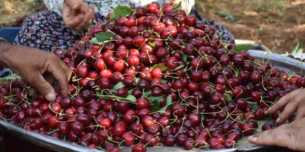 Gastronomi kentinin kirazı fiyatıyla da rekoltesiyle de sevindiriyor