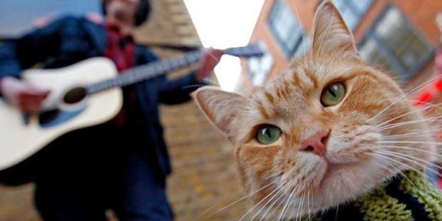 Hayatı kitaplara ve filme konu olan 'sokak kedisi Bob' 14 yaşında öldü