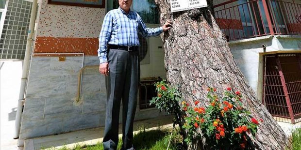 Kesmeye kıyamadıkları ağacı binanın içinden geçirdiler