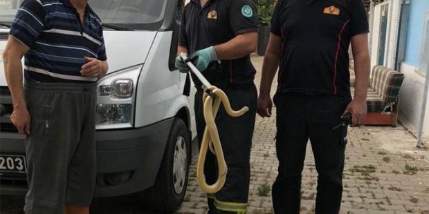 Manisa’da evde yılan paniği