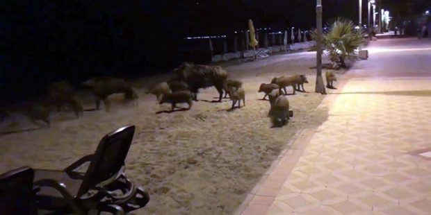 Marmaris'te domuzlar sahile indi