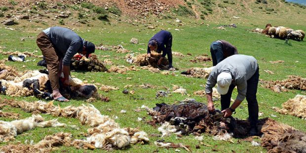 Muş'ta koyun kırkma sezonu başladı