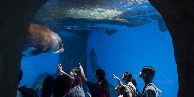 Ocean Park' tema parkı aylar sonra kapılarını ziyaretçilere açtı
