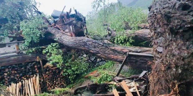 Ordu'da şiddetli fırtına! Ağaçlar yerinden söküldü
