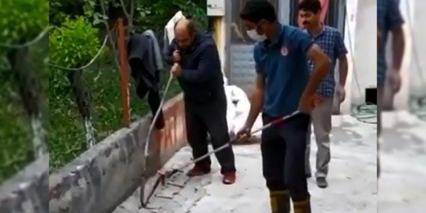 Son dakika... Bahçeye giren yılan paniğe neden oldu!