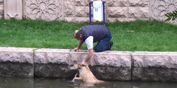 Son dakika: Porsuk Çayı’na düşen köpeği, zabıtalar kurtardı