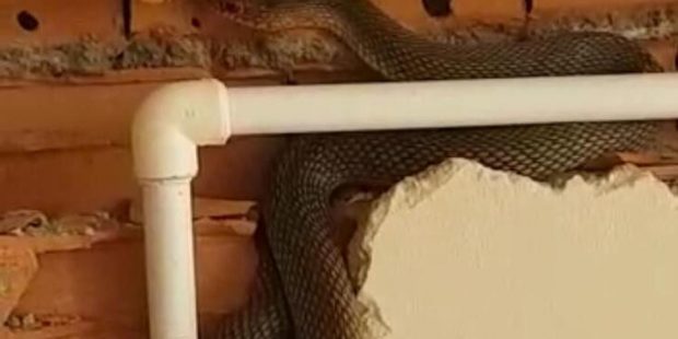 Son dakika! Yılanı görünce bayıldı... Bir anda saldırdı!