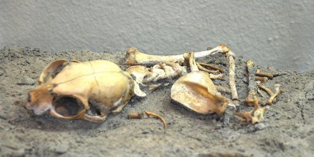 Yenikapı'daki kedi iskeletleri incelendi, yeni bilgiler ortaya çıktı!