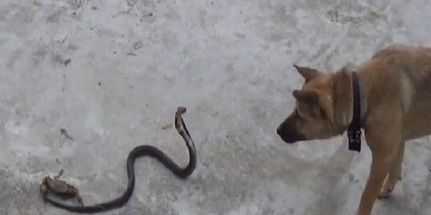 Yılan ile köpeğin karşılaştığı anları görüntüledi