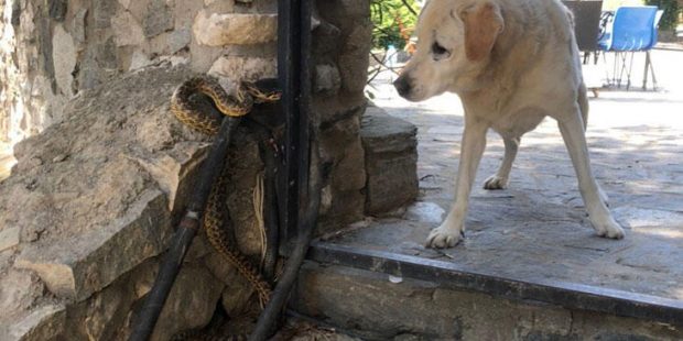 Yılanın köpeğe saldırması kameralara yansıdı