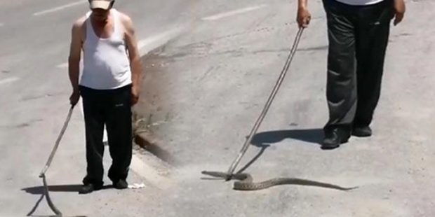 Yola inen yılan telef olmasın diye yeşil alana böyle yönlendirdi!