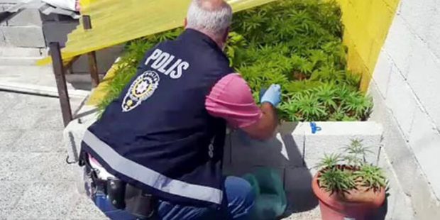Gaziantep'te evlerin çatılarında kenevir yetiştirirken yakalandılar