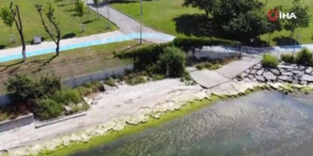 Güneş plajını yosunlar bastı