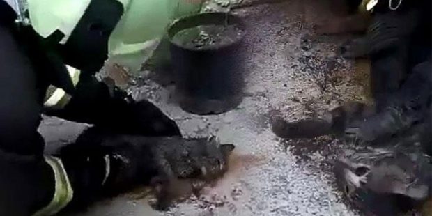 Kediyi, kalp masajıyla hayata döndürdüler
