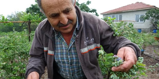 kilosu-50-lira-olan-meyve-daha-toplanmadan-dalinda-satiliyor-JmIr4aDK.jpg