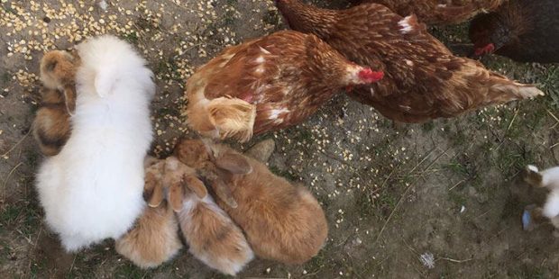 Köpekler, tavşan ve tavukları telef etti
