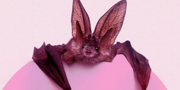 Koronavirüs salgınının sorumlusu yarasalar mı?
