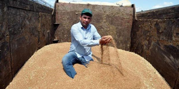 Malkara'da sezonun ilk buğdayı 2,03 liradan satıldı