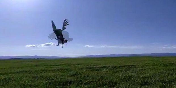 Muş Ovası'nı mesken tuttular