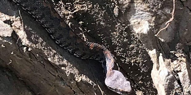 Sınırda görülen koca engerek yılanı korkuya neden oldu