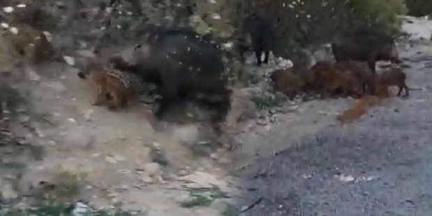 Sultangazi'de şok eden görüntü! Domuz sürüsü yola indi