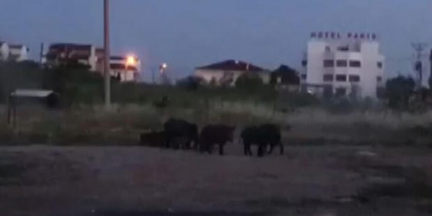 Tatil merkezinde tedirgin eden görüntü! Havanın kararmasıyla ortaya çıktılar