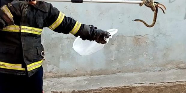Tekirdağ’da 2 metrelik zehirli engerek korkuttu