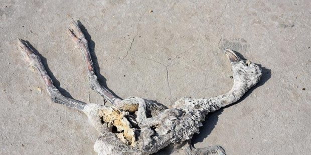 Tuz Gölü’nde yüzlerce flamingo ölü olarak bulundu!