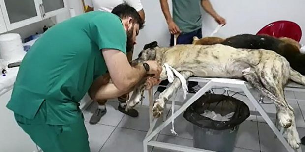 Vicdansızlık! Köpekleri zehirlemişler